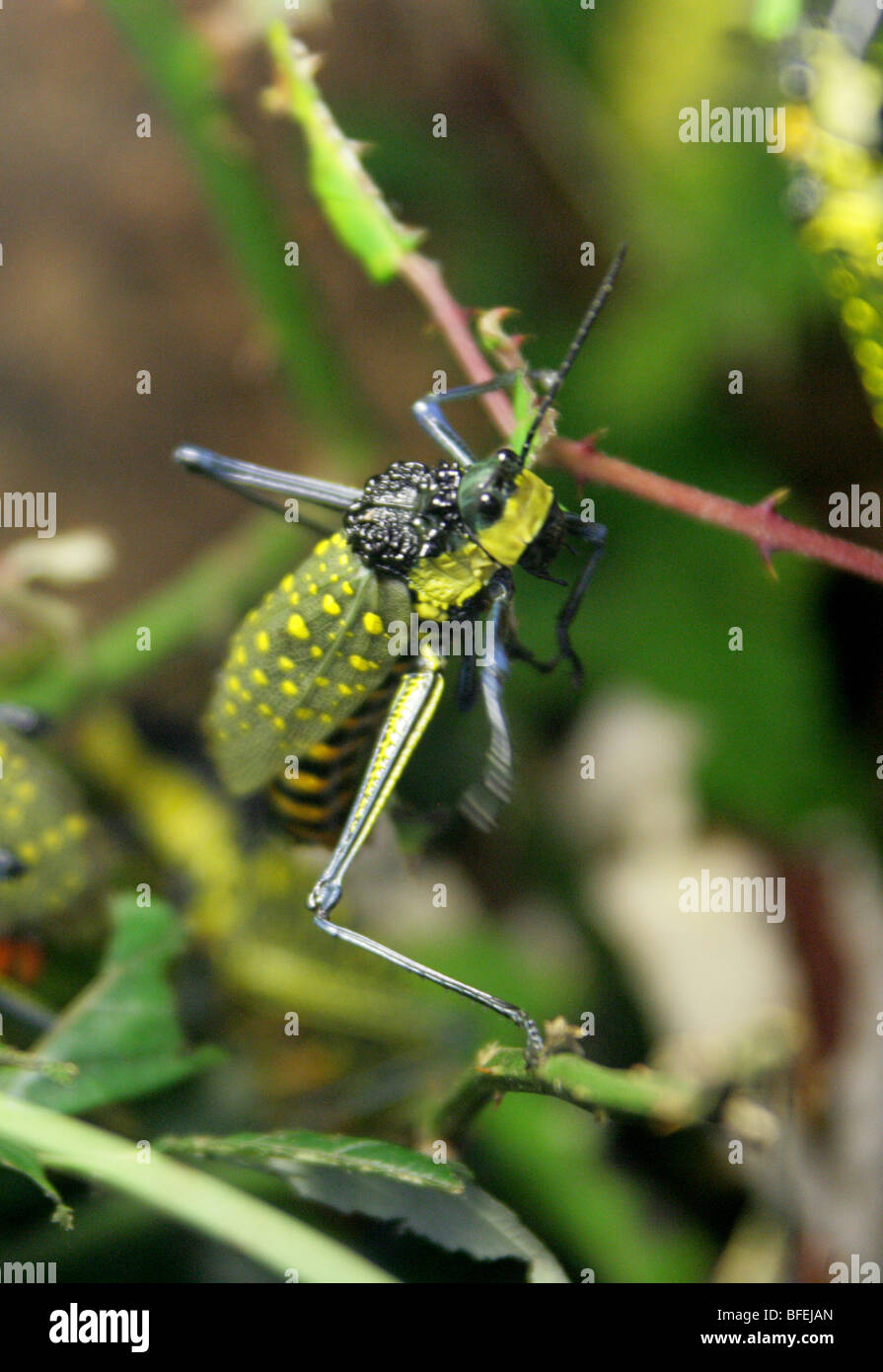 Nördlichen entdeckt Grasshopper, Aularches Milliaris, Indonesien, Malaysia, Thailand, Südostasien Stockfoto