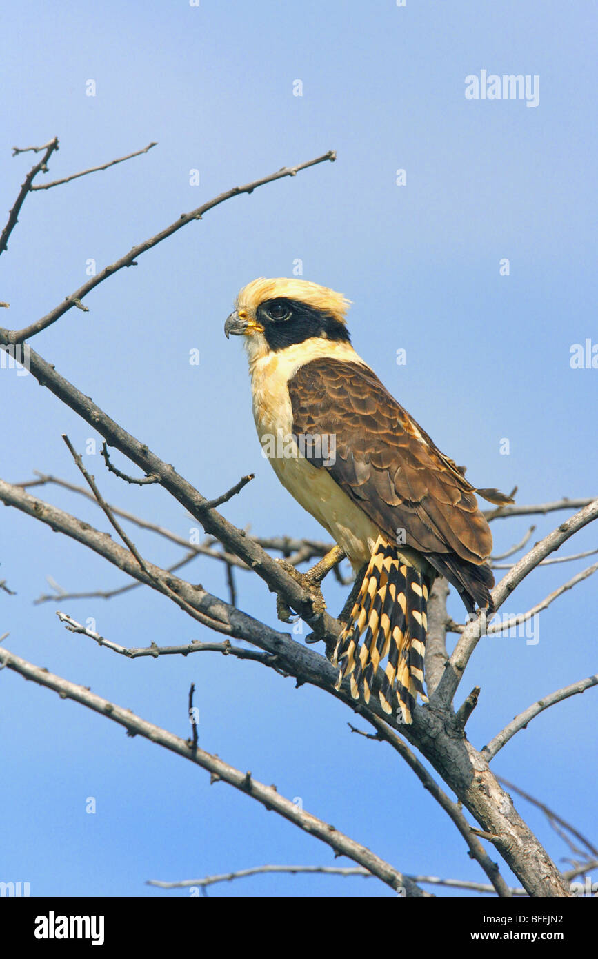 Lachende Falcon Stockfoto