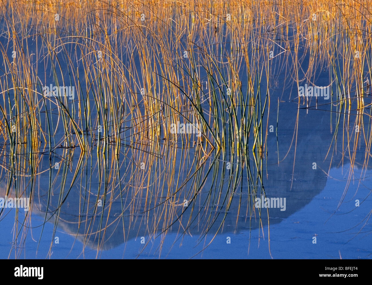 Schilf am Ufer des Maskinonge Sees, Waterton Lakes National Park, Alberta, Kanada Stockfoto