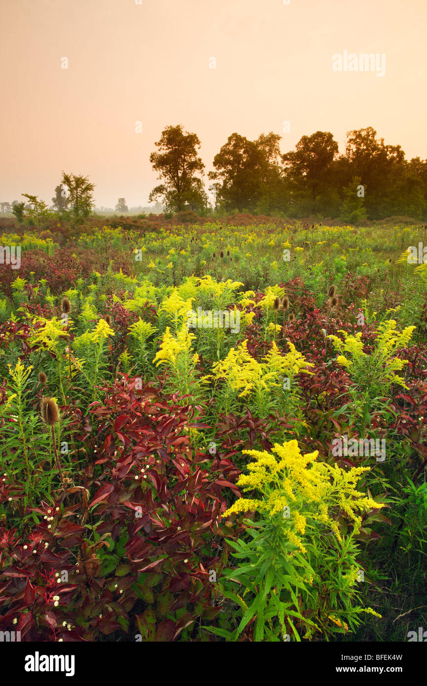 Bereich der Wildblumen (Teasle und Goldrute) in der Nähe von Canborough, Ontario, Kanada Stockfoto