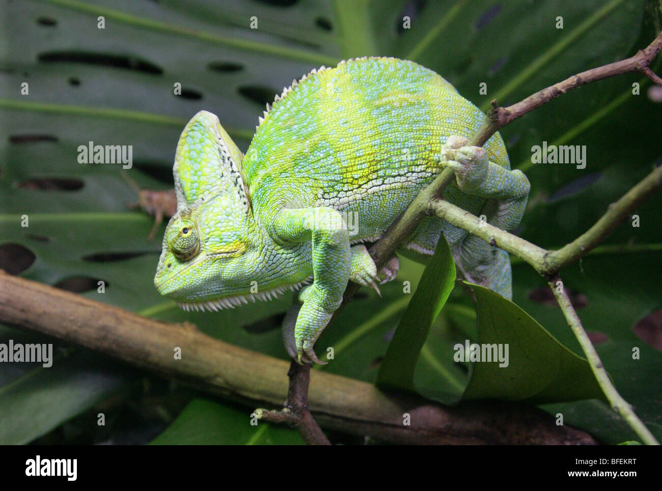 Jemen Chamäleon verschleiert aka Kegel-vorangegangene Chamäleon oder Casqued Chamäleon Chamaeleo Calyptratus, Saudi-Arabien und Jemen Stockfoto