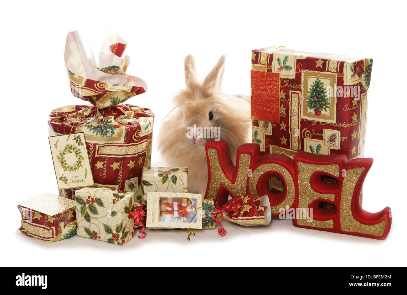 Weihnachten Kaninchen einzelne Erwachsene weibliche Löwenkopf Kaninchen
