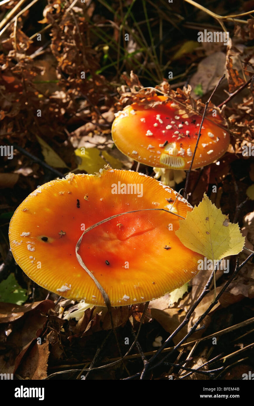 Fly Amanita (Amanita Muscaria) Stockfoto