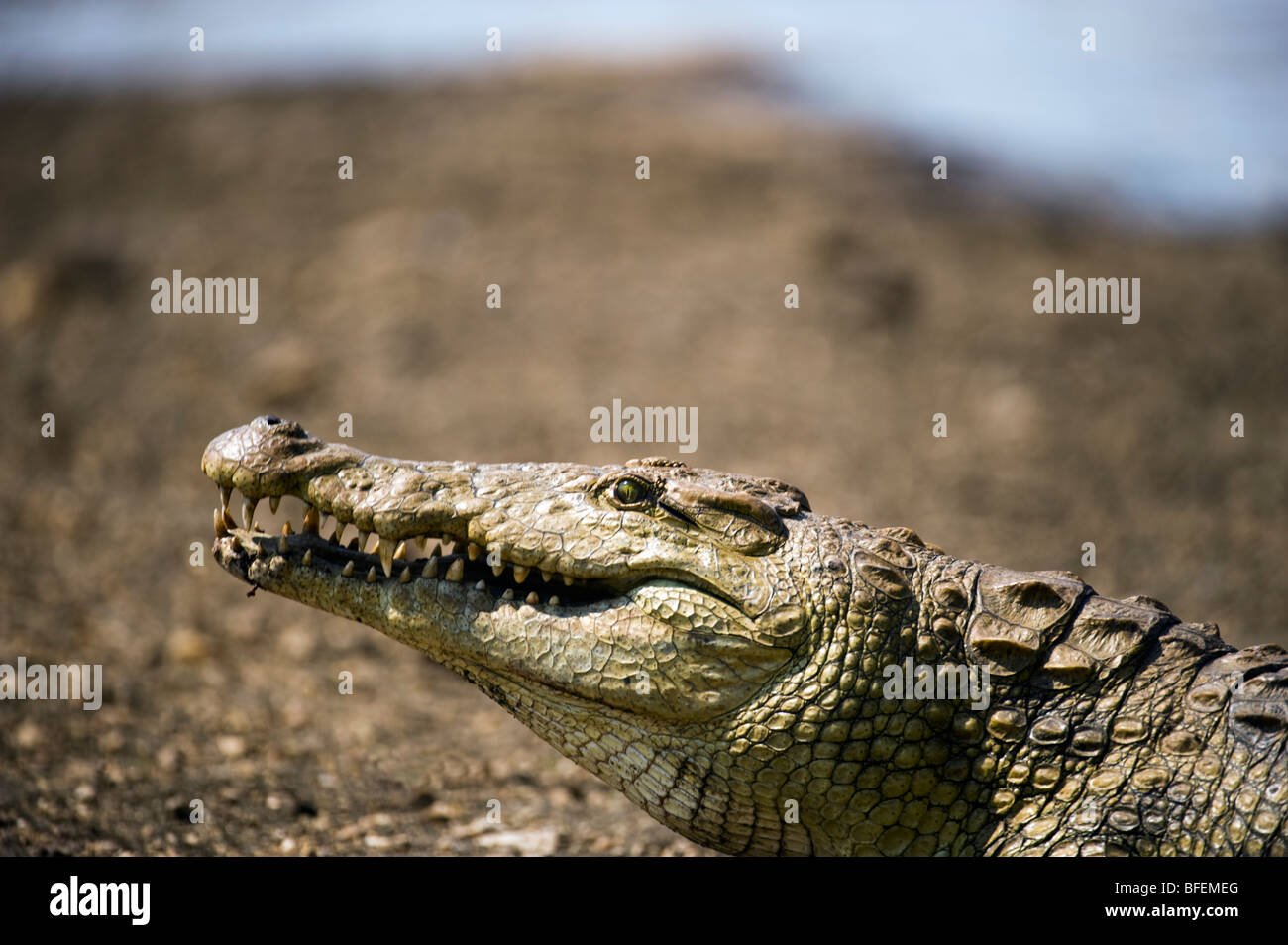 Krokodil-Portrait Stockfoto