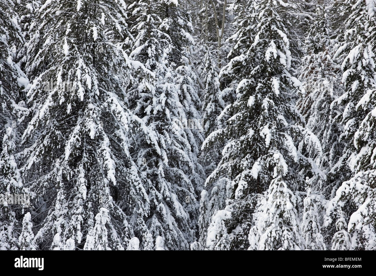 Verschneiter Wald bei Elch Meadows, Banff Nationalpark, Alberta, Kanada Stockfoto