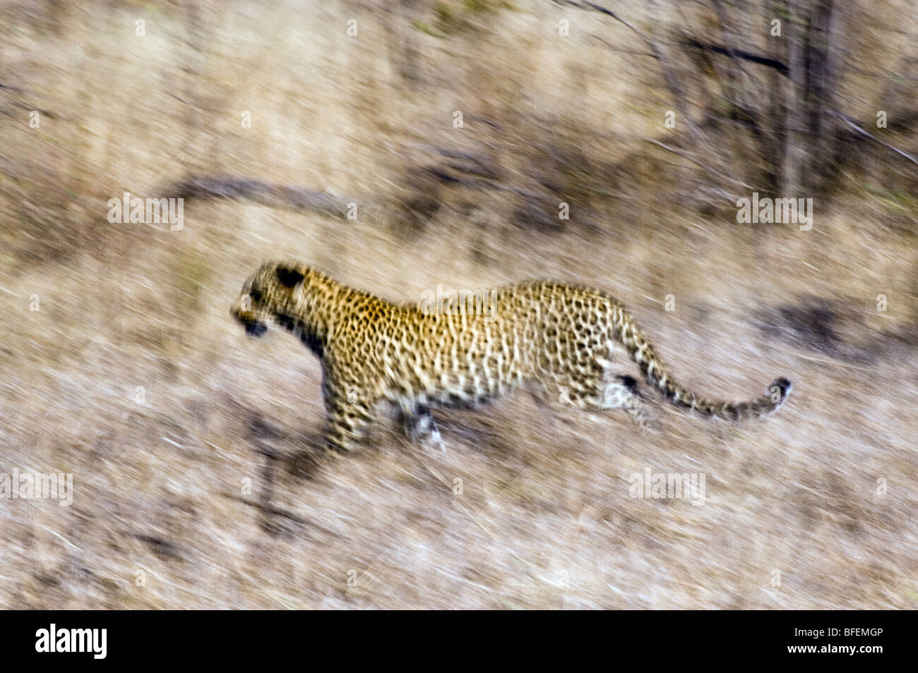 Leopard in Bewegung Stockfoto