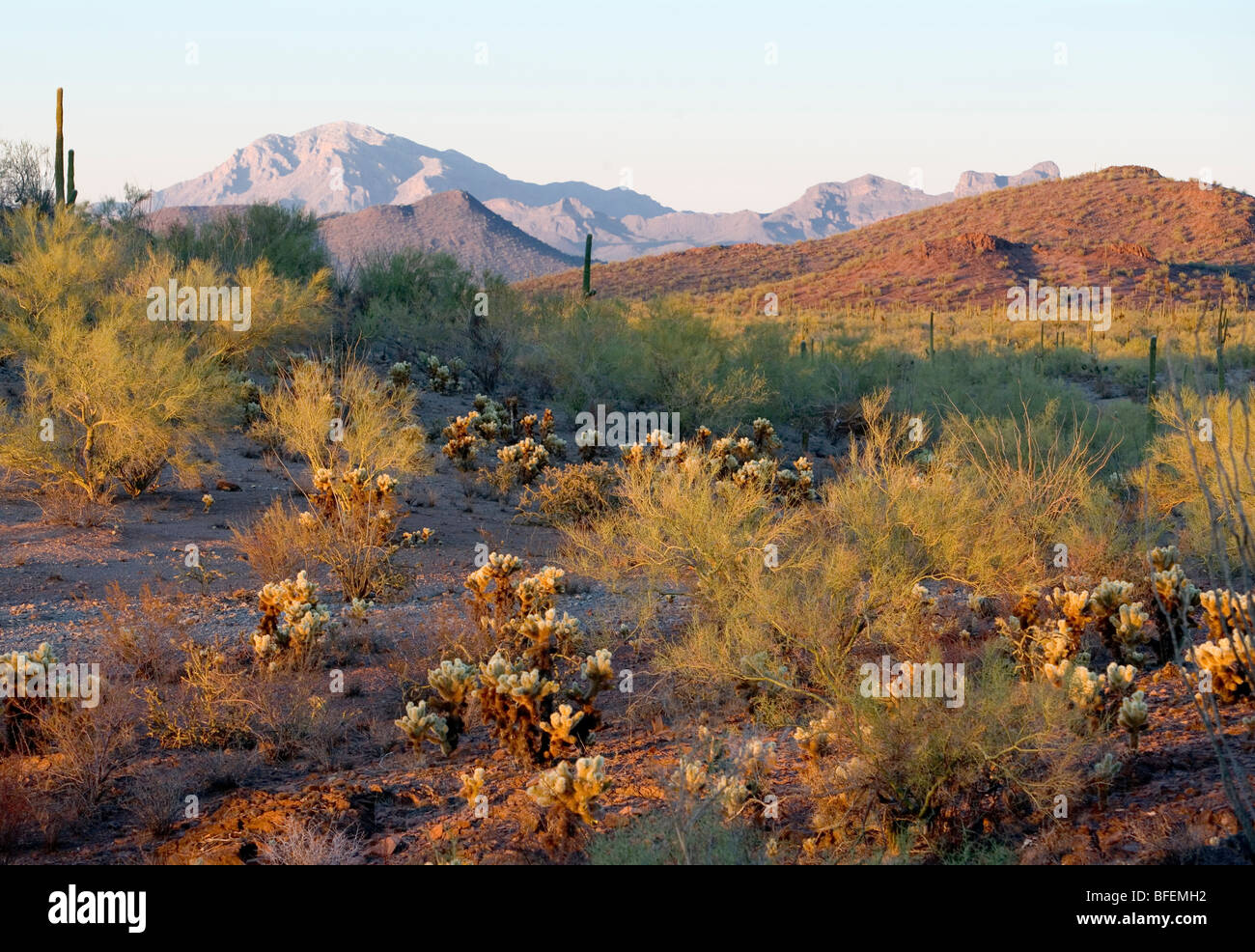 Wüstenlandschaft in der Nähe von Tucson Arizona Stockfoto