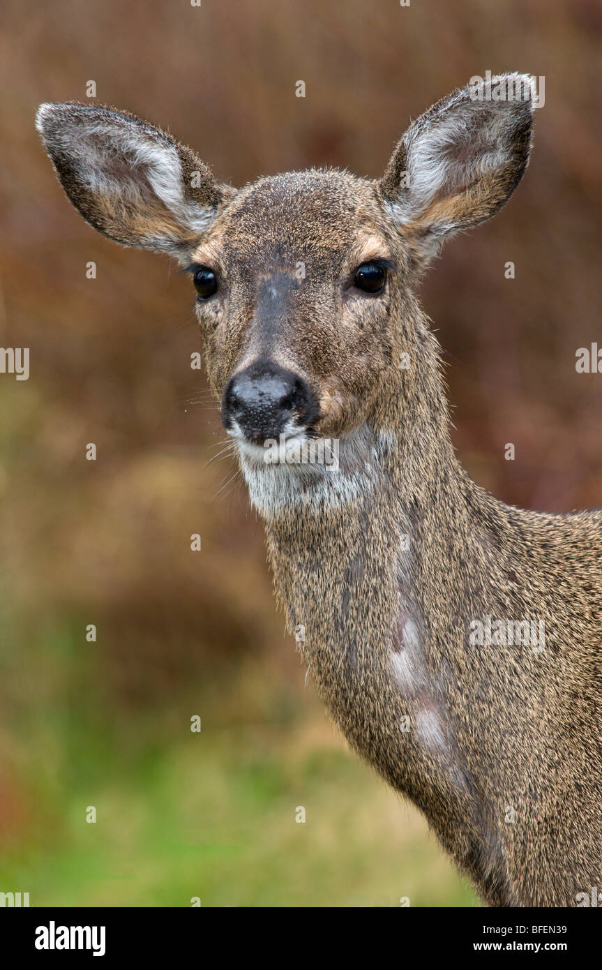 Weibliche Maultier-Rotwild oder schwarz - angebundene Rotwild (Odocoileus Hemionus), Victoria, Vancouver Island, British Columbia, Kanada Stockfoto