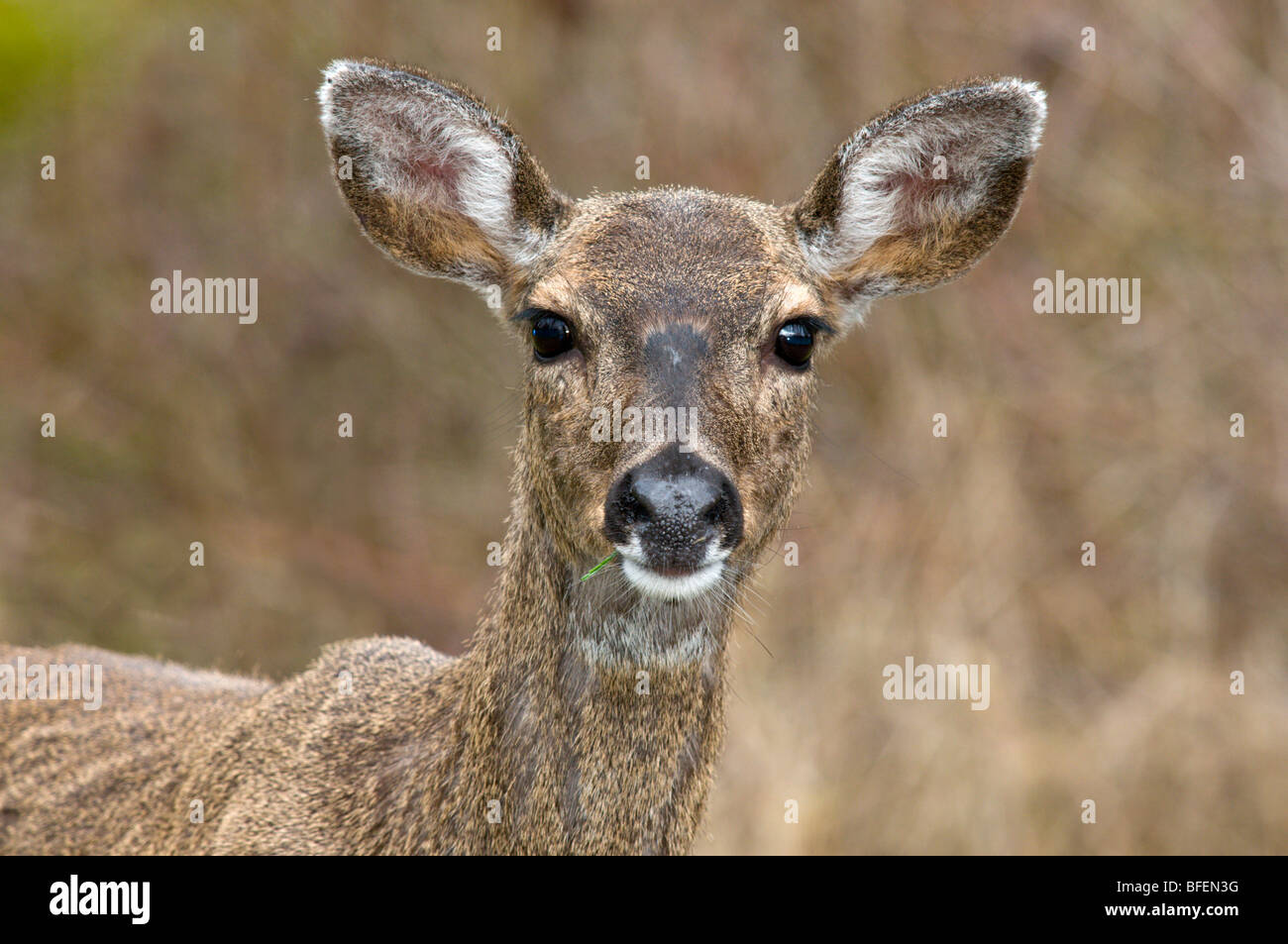 Weibliche Maultier-Rotwild oder schwarz - angebundene Rotwild (Odocoileus Hemionus), Victoria, Vancouver Island, British Columbia, Kanada Stockfoto