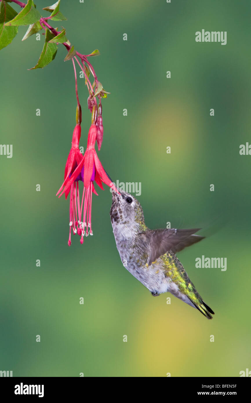 Annas Kolibri (Calypte Anna) Fütterung auf eine Blume in Victoria, Vancouver Island, British Columbia, Kanada Stockfoto