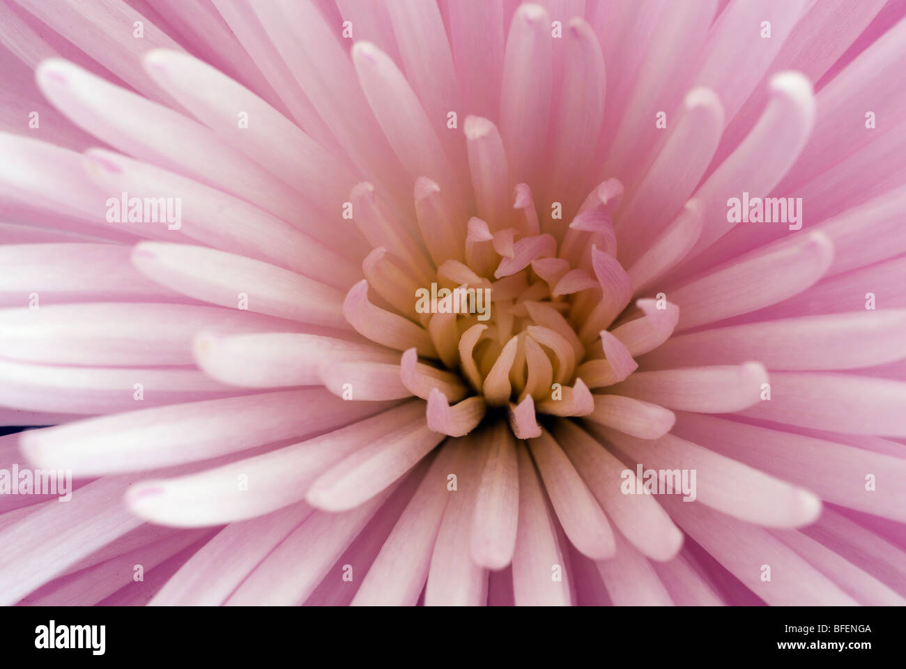 Nahaufnahme Detail der Chrysantheme, Cochrane, Alberta, Kanada Stockfoto