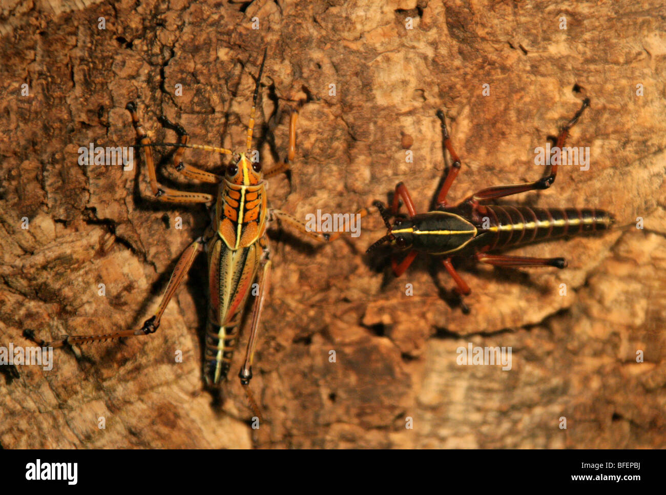 Östlichen Lümmel Heuschrecken, Romalea Guttata (Romalea Microptera) Romaleidae, Orthopteren, Süden der USA. Stockfoto