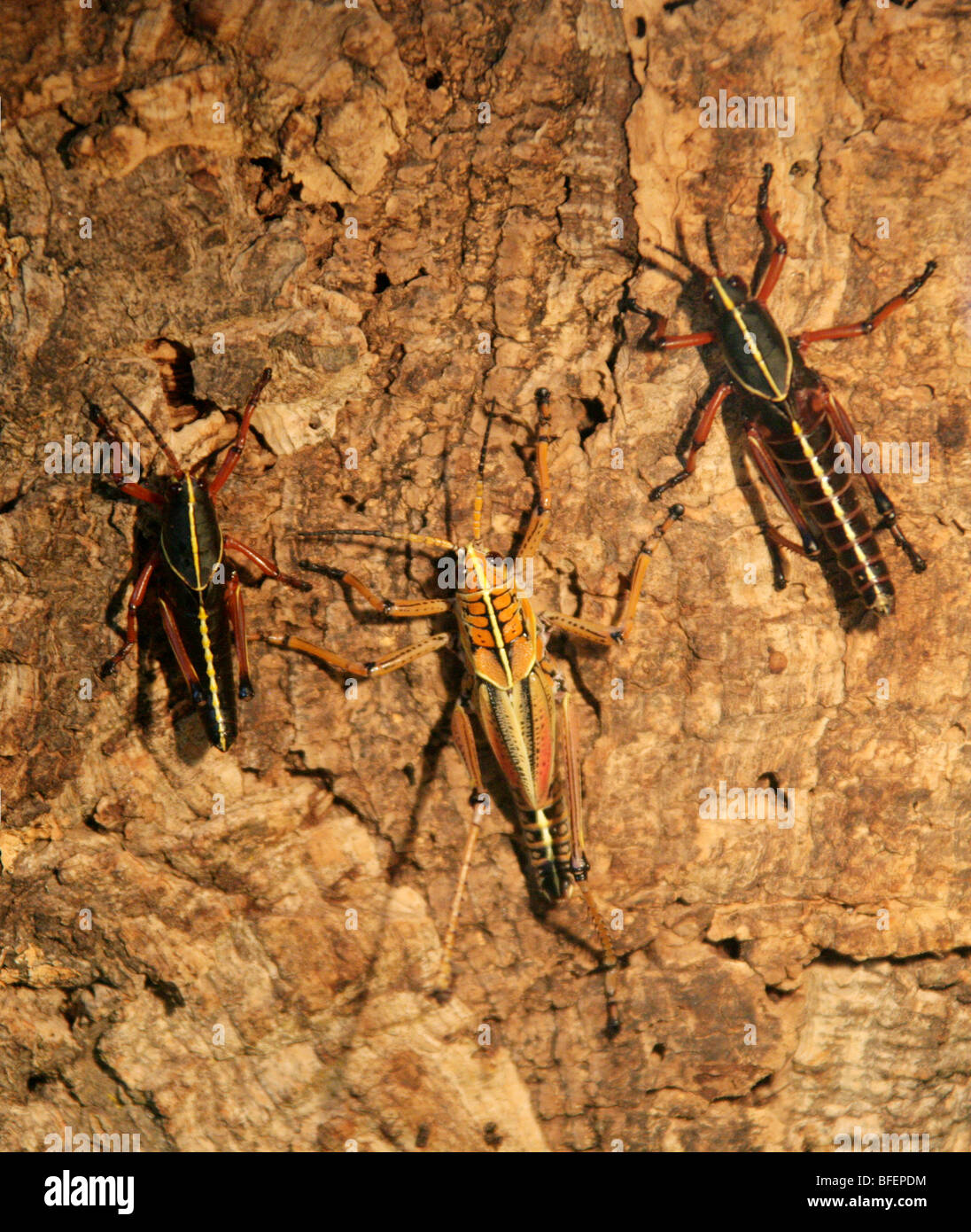 Östlichen Lümmel Heuschrecken, Romalea Guttata (Romalea Microptera) Romaleidae, Orthopteren, Süden der USA. Stockfoto