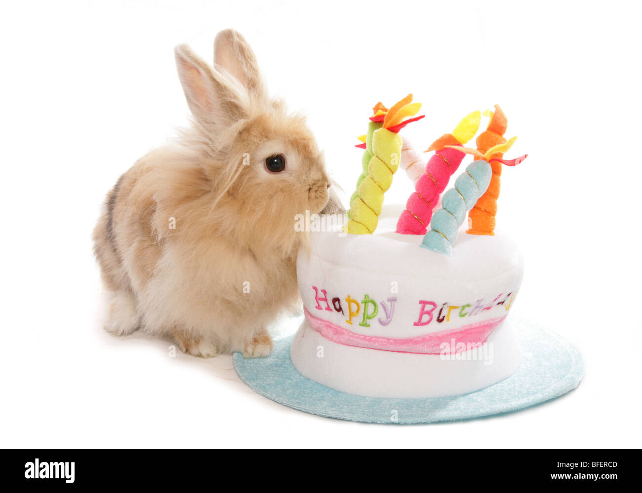 Glückliche Geburtstag Kaninchen einzelne Erwachsene weibliche Kaninchen mit Geburtstagstorte Hut Studio Stockfoto