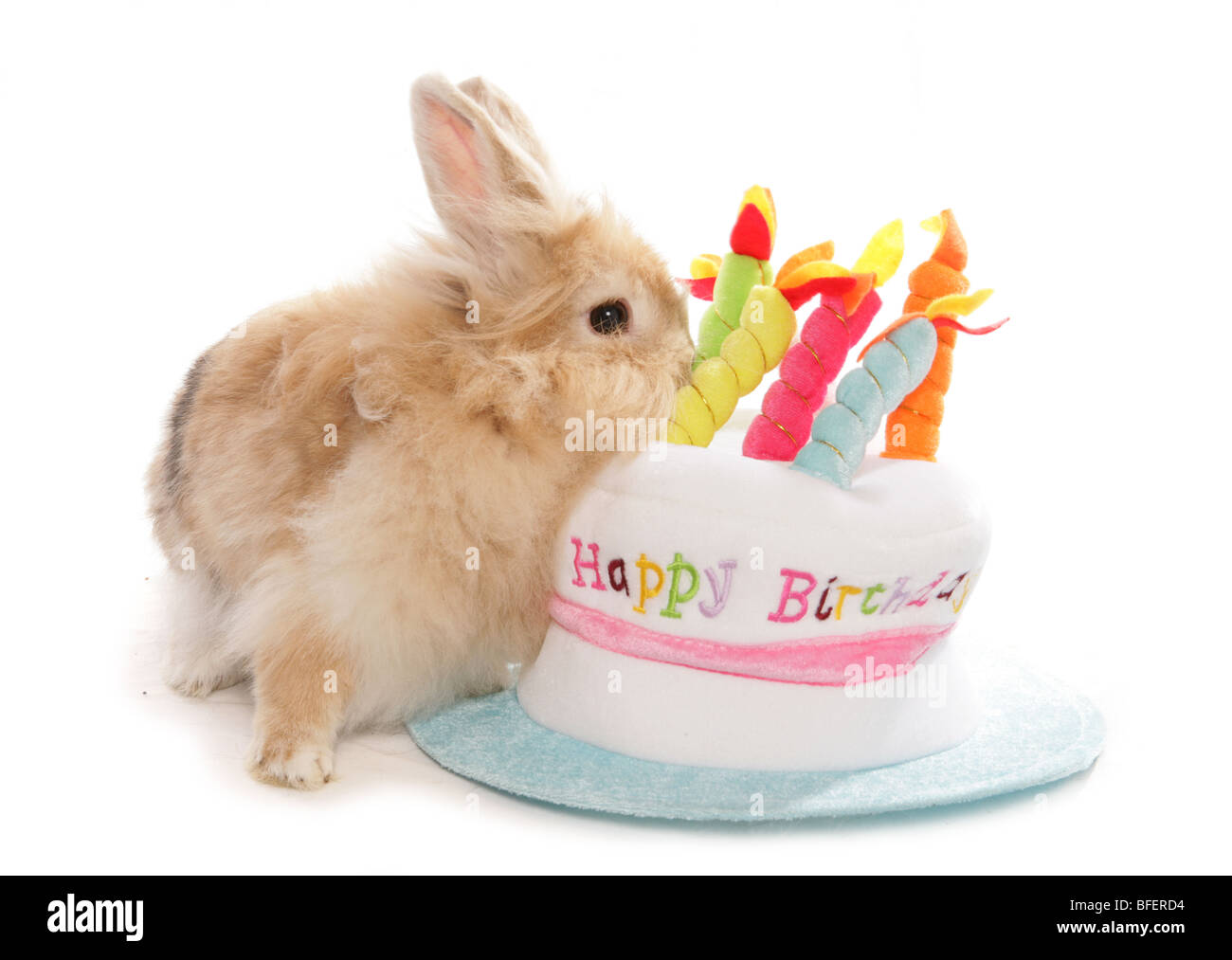 Glückliche Geburtstag Kaninchen einzelne Erwachsene weibliche Kaninchen mit Geburtstagstorte Hut Studio Stockfoto