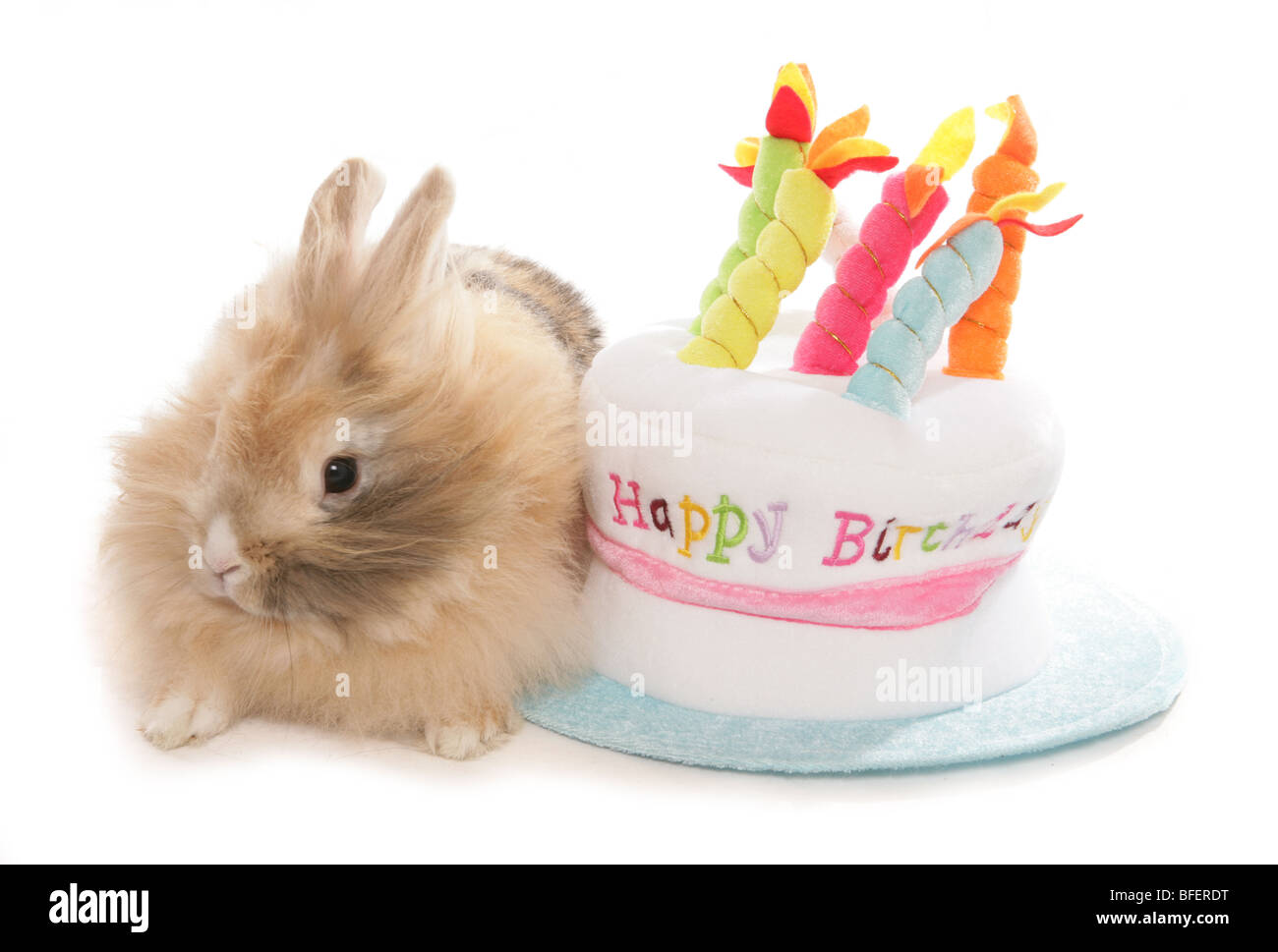 Glückliche Geburtstag Kaninchen einzelne Erwachsene weibliche Kaninchen mit Geburtstagstorte Hut Studio Stockfoto
