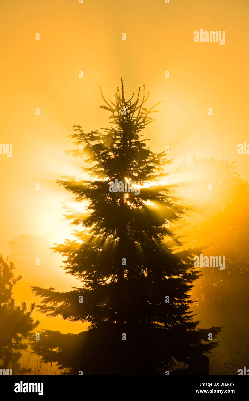 Fichte im Nebel bei Sonnenaufgang, Kanada Stockfoto