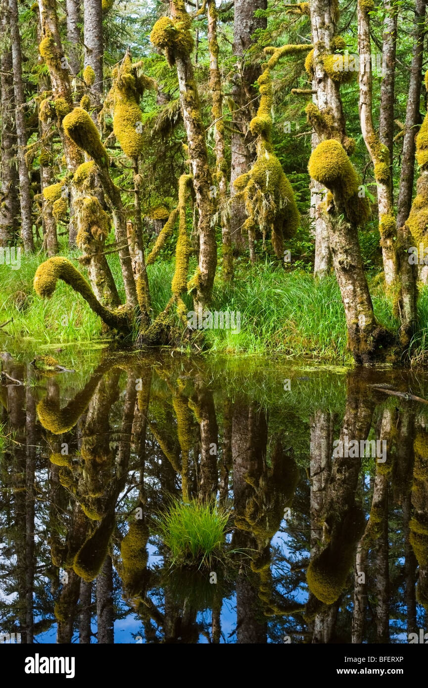 Sumpf, Naikoon Provincial Park, Queen Charlotte Islands, British Columbia, Kanada Stockfoto