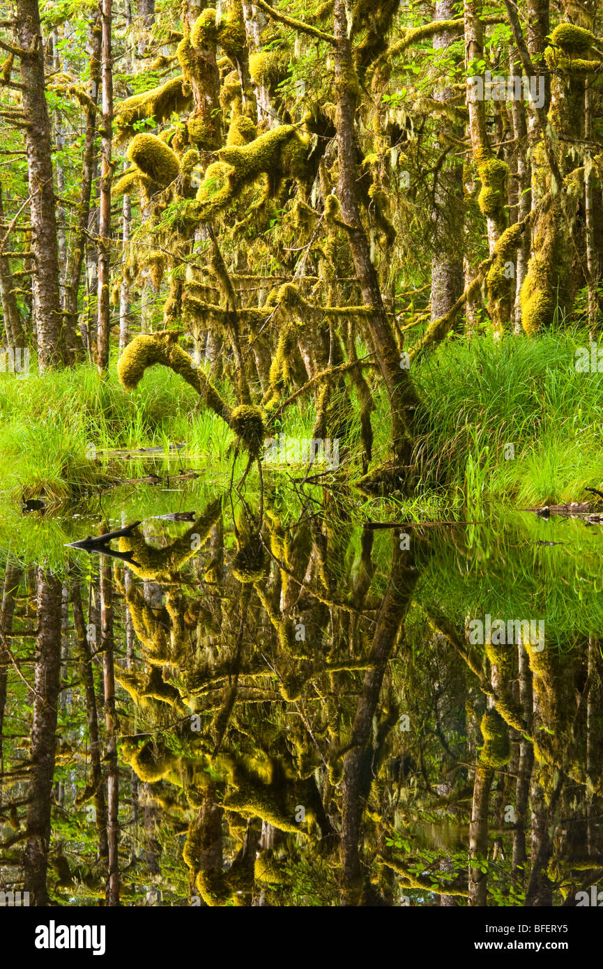 Sumpf, Naikoon Provincial Park, Queen Charlotte Islands, British Columbia, Kanada Stockfoto