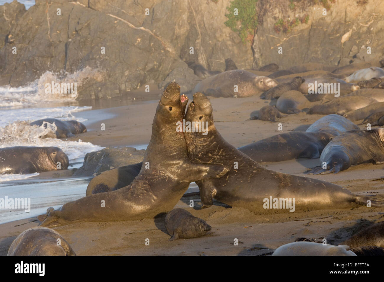 Nördlichen See-Elefanten (Mirounga Angustirostris), Stiere kämpfen, Piedras Blancas, Kalifornien, USA Stockfoto