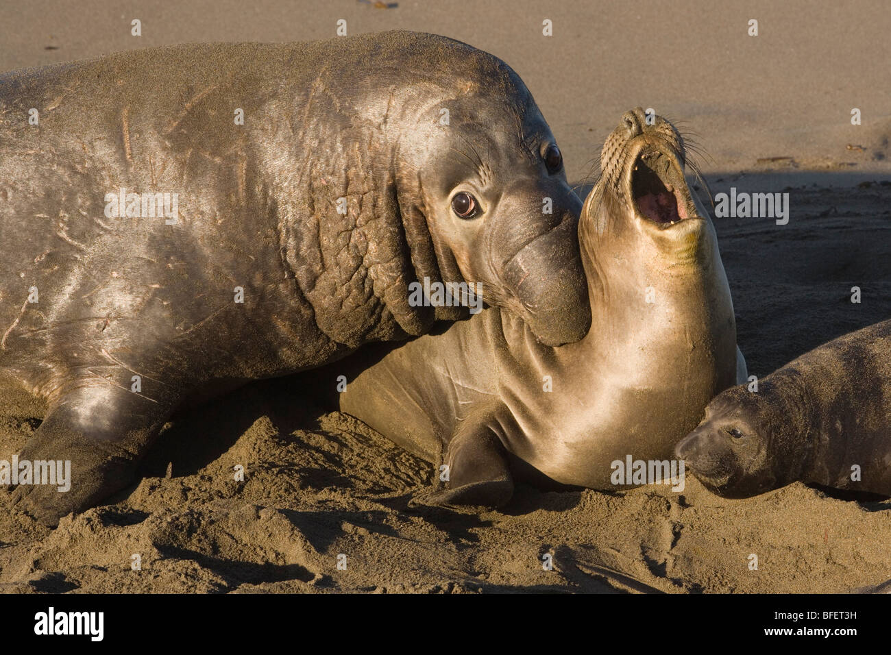 Nördlichen See-Elefanten (Mirounga Angustirostris), männliche beißen Weibchen während der Paarung, Piedras Blancas, California, USA Stockfoto
