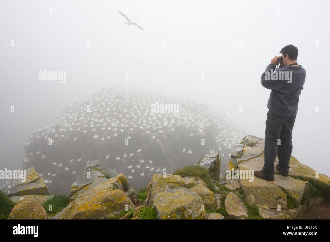 Vogelbeobachter beobachten Brutkolonie der Basstölpel (Morus Bassanus) im Nebel Vogel Rock Cape St. Mary's ökologische Reserve N Stockfoto