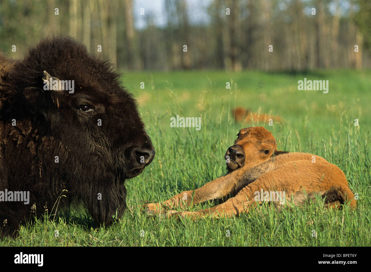 Plains Bisons (Bison Bison Bison) Kuh und Kalb, Elk Island National Park, Alberta, Kanada Stockfoto