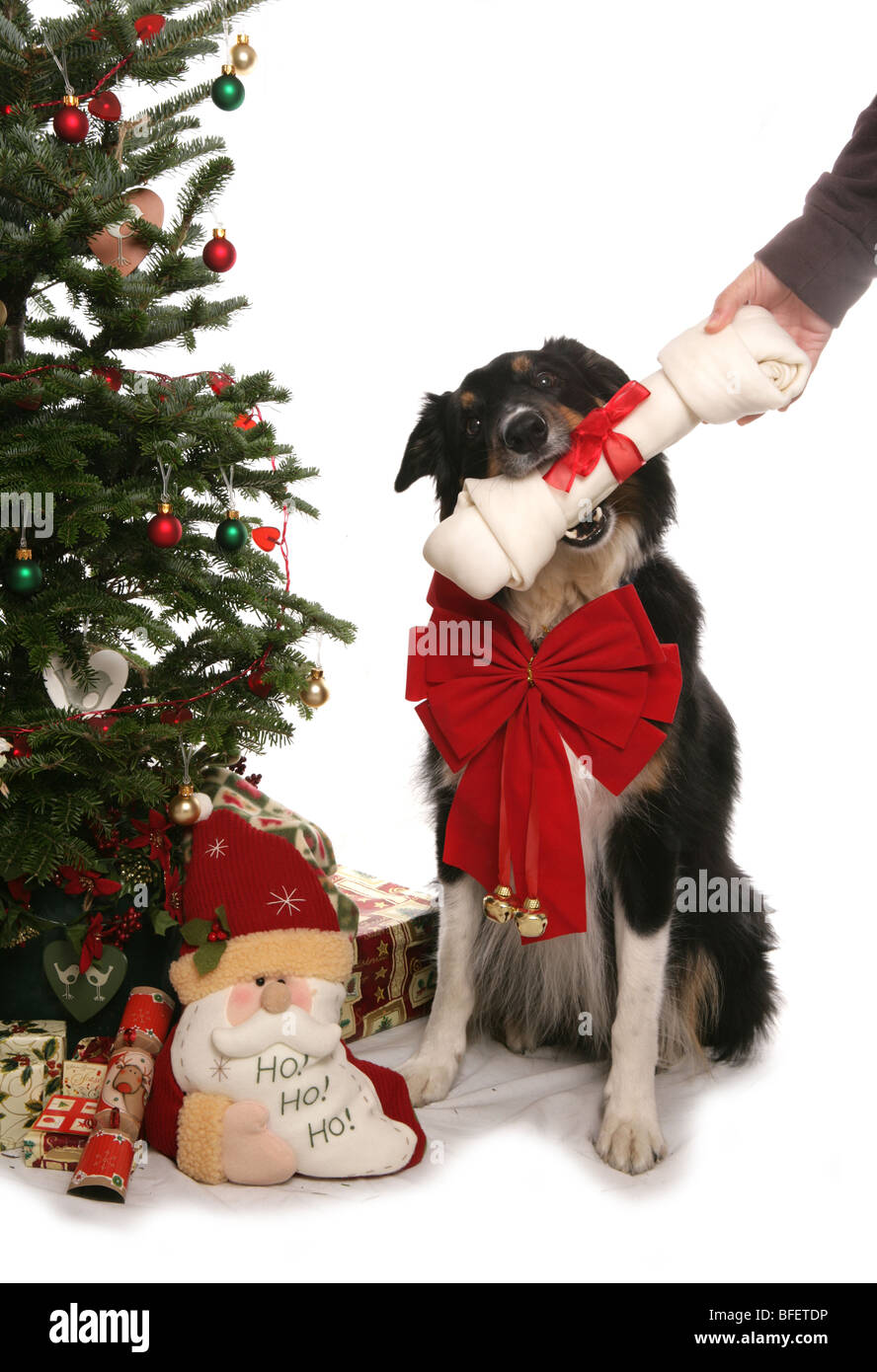 Weihnachten Hund einzigen Erwachsenen Rüden immer einen Knochen präsentieren Studio Stockfoto
