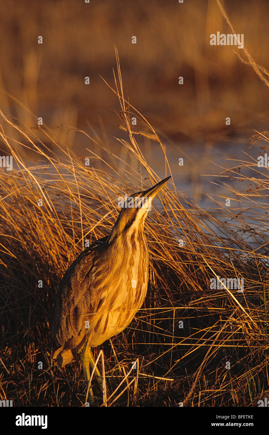 Amerikanische Rohrdommel (Botaurus Lentiginosus), Untiefe See, Manitoba, Kanada Stockfoto