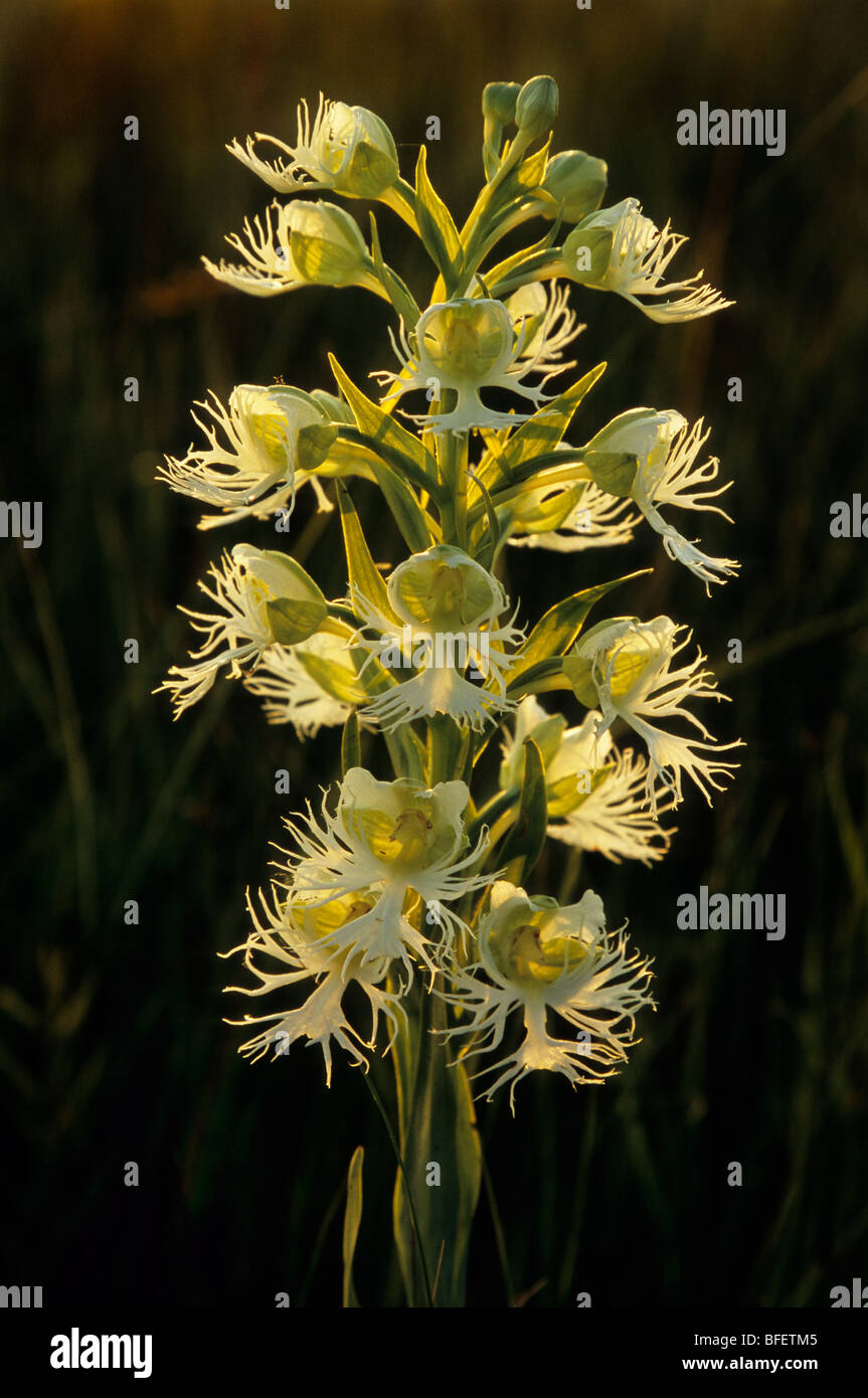 Westlichen Prärie Fransen Orchidee, (Platanthera Praeclara), Manitoba Tall Grass Prairie Preserve, Manitoba, Kanada Stockfoto
