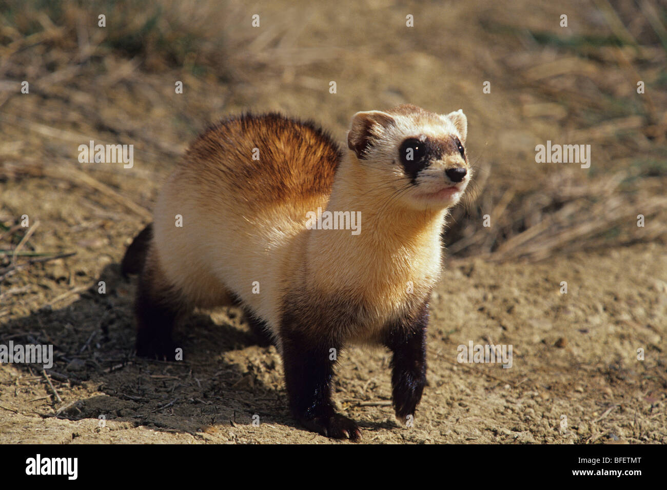 Schwarz – füßiges Frettchen (Mustela Nigripes) im Zuchtprogramm, Bowdoin National Wildlife Refuge, Montana, USA Stockfoto