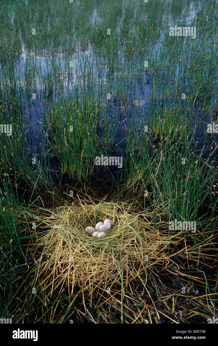 Nest Amerikanisches Blässhuhn (Fulica Americana) Eier in der Nähe von Grasslands National Park, Saskatchewan, Kanada Stockfoto