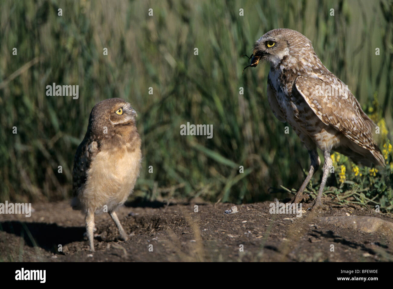 Männliche Kanincheneule (Athene Cunicularia) Insekt mit Küken im Nest Bau nahe Grasslands National Park, Sasktachewan, Kanada Stockfoto