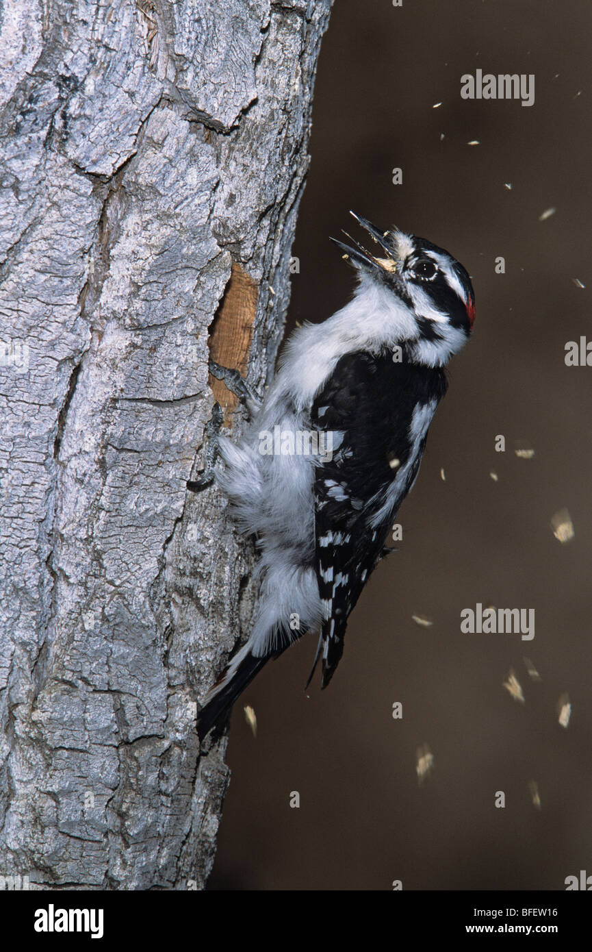 Männliche Dunenspecht (Picoides Pubescens) ausheben einer Bruthöhle in einem toten Baum, Val Marie, Saskatchewan, Kanada Stockfoto