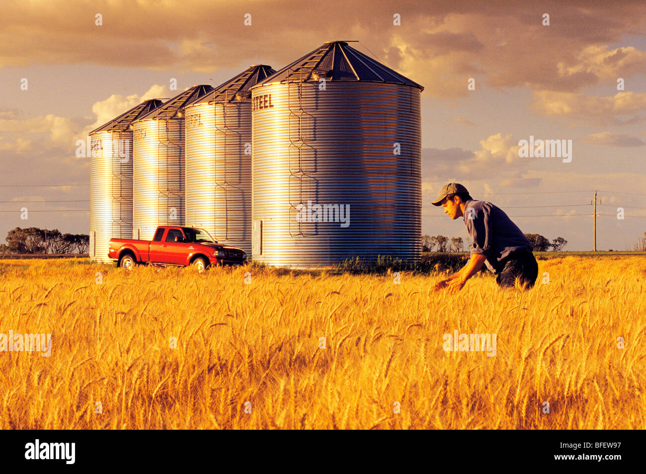 Ein Landwirt prüft seine Reife Winterweizen Ernte mit Korn Lagerplätze im Hintergrund in der Nähe von Carey, Manitoba, Kanada Stockfoto