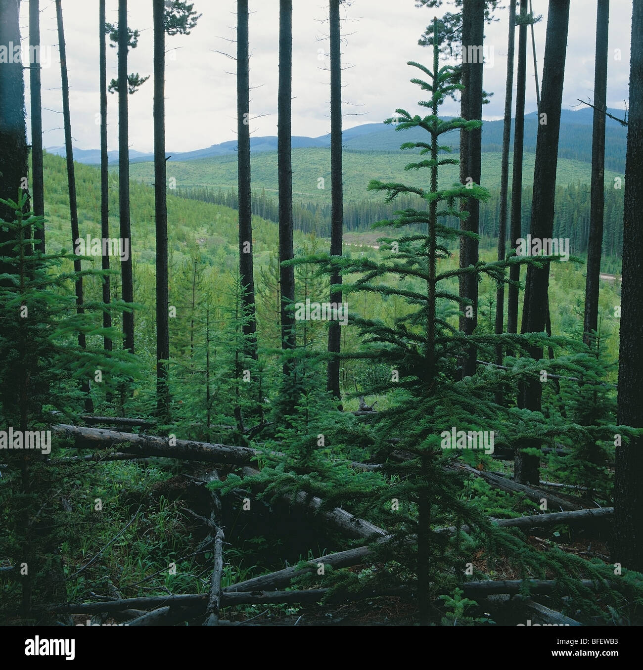 Regenerierte Bereichen Lodgepole Pine (Pinus Contorta) Betrachtung durch alten Waldbestands in Ausläufern der Rocky Mountains in der Nähe von H Stockfoto