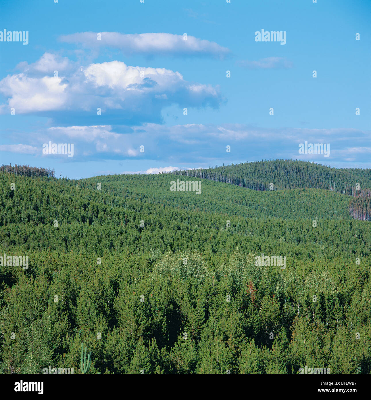 Neue zweite Waldbestands der Lodgepole Pine (Pinus Contorta) in den Ausläufern der Rocky Mountains nahe Hinton, Alberta, Kanada Stockfoto