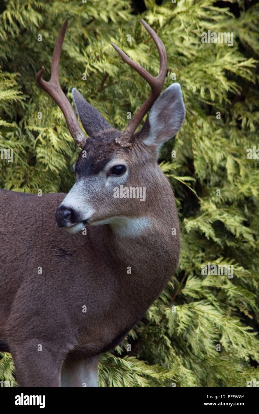 Blacktail Rotwild (Odocoileus Hemionus) sind häufig auf Saanich Peninsula in der Nähe von Victoria, Vancouver Island, British Columbia, Kanada Stockfoto