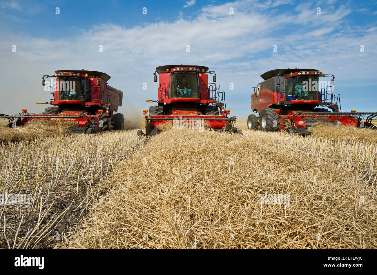 Drei vereinen Erntemaschinen arbeiten in einem Raps-Feld in der Nähe von Dugald, Manitoba, Kanada Stockfoto