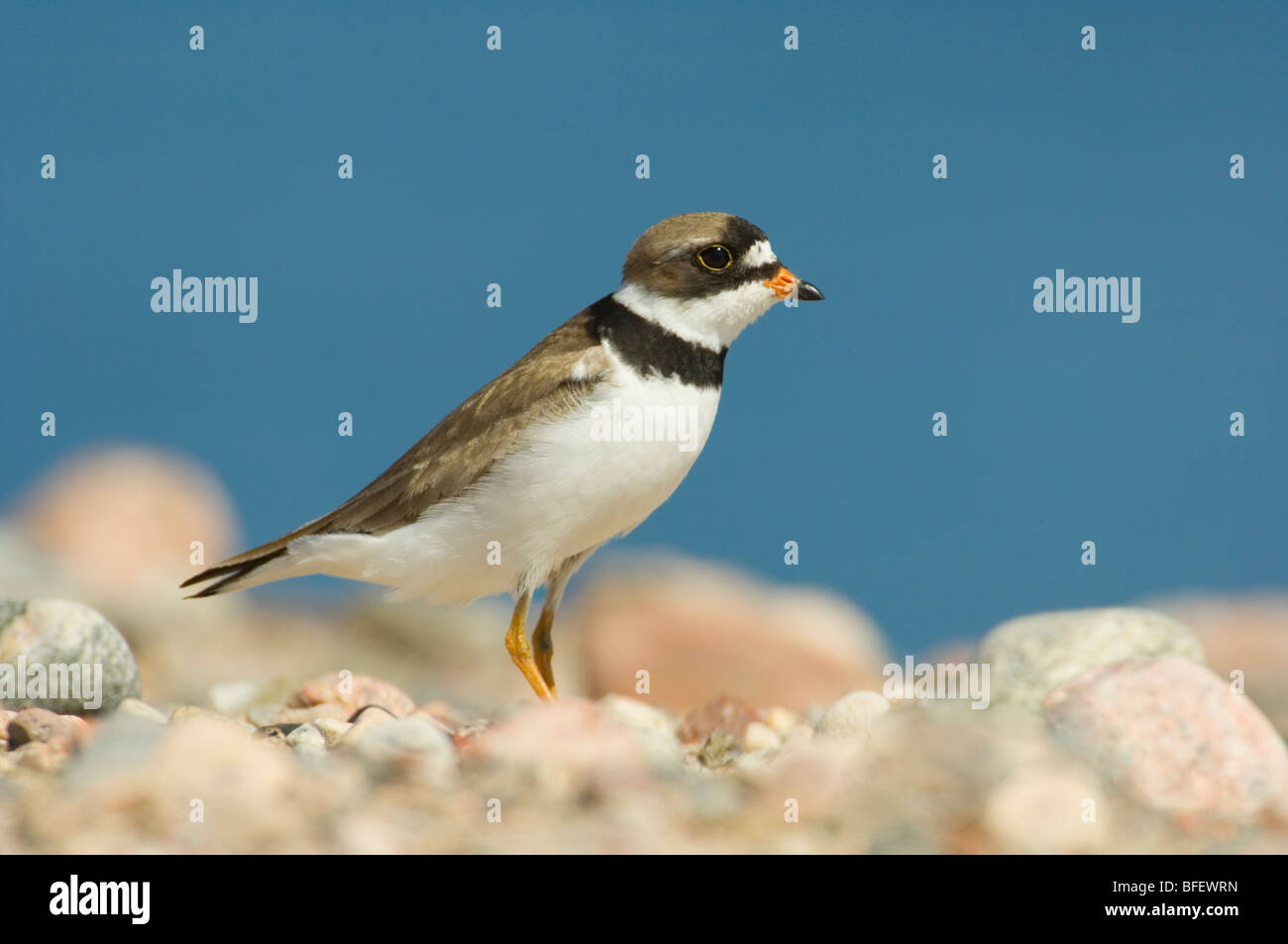 Semipalmated-Regenpfeifer (Charadrius Semipalmatus) stehen auf Kiesstrand in der Nähe von einem Esker Teich Whitefish Lake Nordwestgegenden C Stockfoto