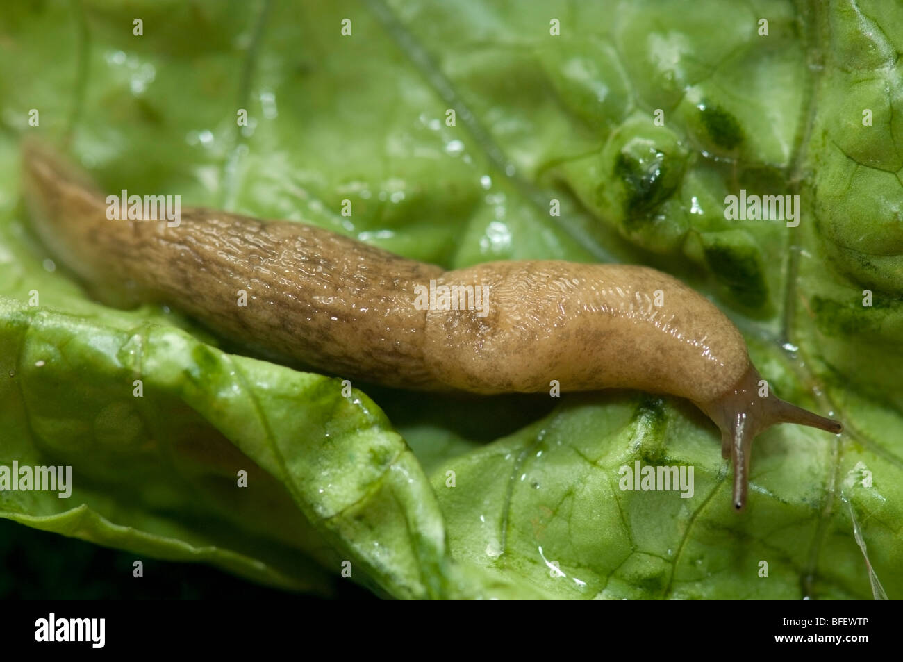 Graue Garten Slug (Deroceras Reticulatum) auf Salatblatt in einem Garten, Saskatchewan, Kanada Stockfoto