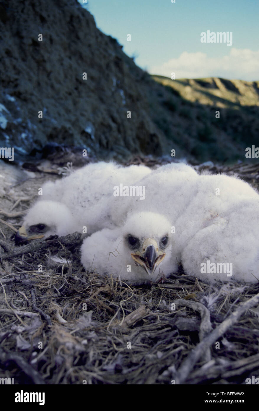 Steinadler (Aquila Chrysaetos) Küken im Nest in der Nähe von Leader, Saskatchewan, Kanada Stockfoto