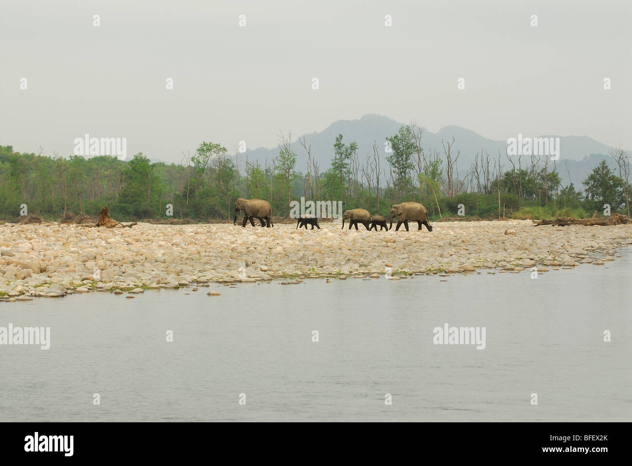 Asiatische Elefanten kreuzen Fluß Ramganga, Corbet Nationalpark. Stockfoto
