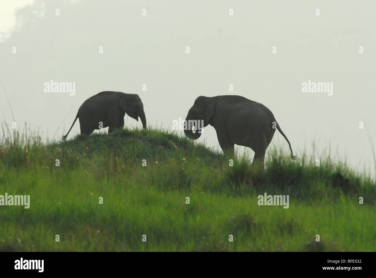 Asiatische Elefanten, Corbet Nationalpark, Indien Stockfoto