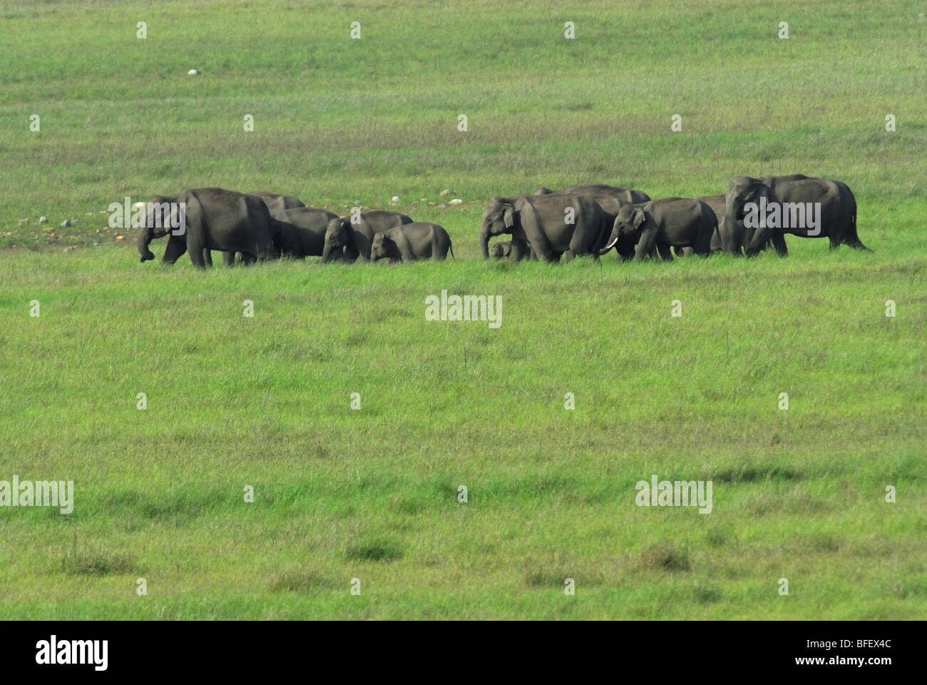 Asiatische Elefanten im Grünland Stockfoto