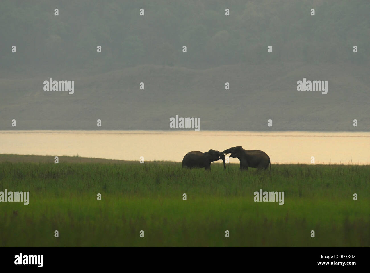 Mock Kampf - asiatische Elefanten Stockfoto