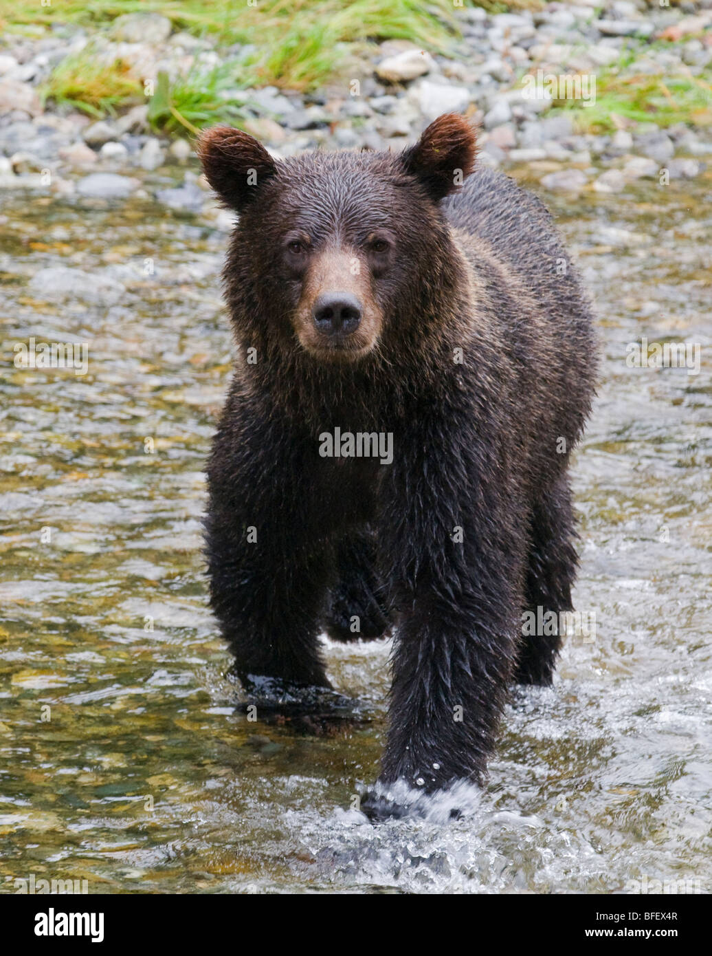 Grizzly Bär (Ursus Arctos Horribilis) Jugendkriminalität... Tongass National Forest Alaska Vereinigte Staaten von Amerika. Stockfoto