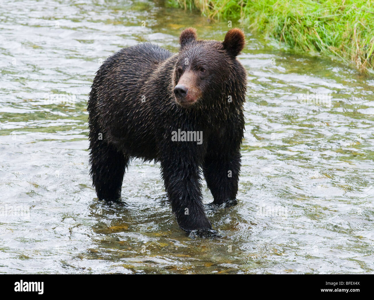 Grizzly Bär (Ursus Arctos Horribilis) Jugendkriminalität... Tongass National Forest Alaska Vereinigte Staaten von Amerika. Stockfoto