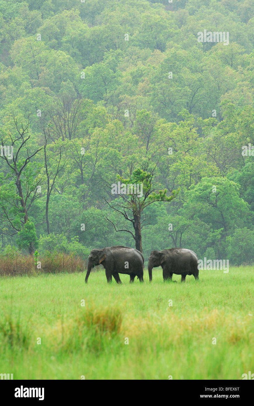 Elefanten in Corbet Nationalpark, Indien Stockfoto