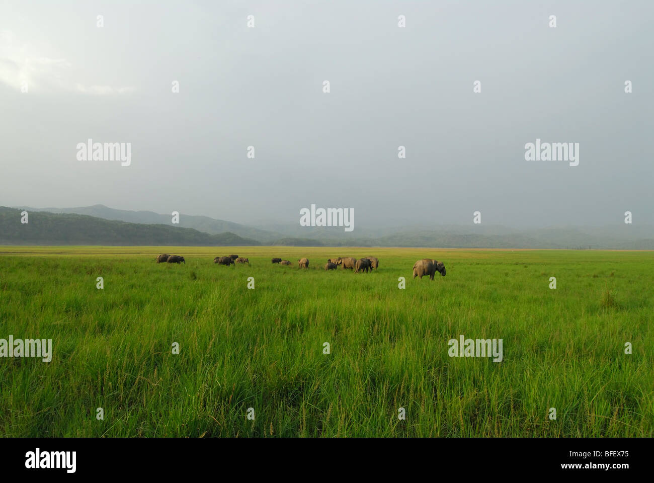 Elefanten im Grasland von Dhikala, Corbet Nationalpark, Indien Stockfoto